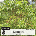 レンピラ(lempira)のコーヒーの木