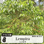 レンピラ(lempira)のコーヒーの木