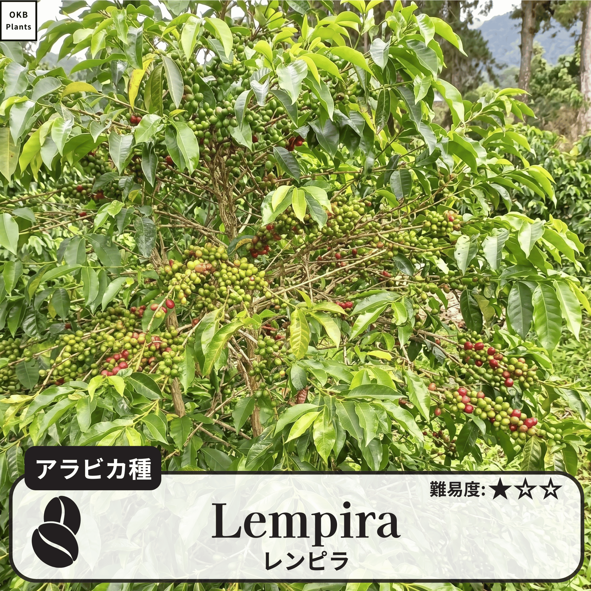 レンピラ(lempira)のコーヒーの木