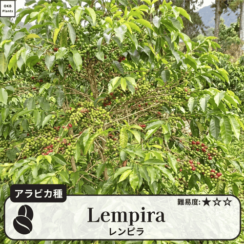 レンピラ(lempira)のコーヒーの木
