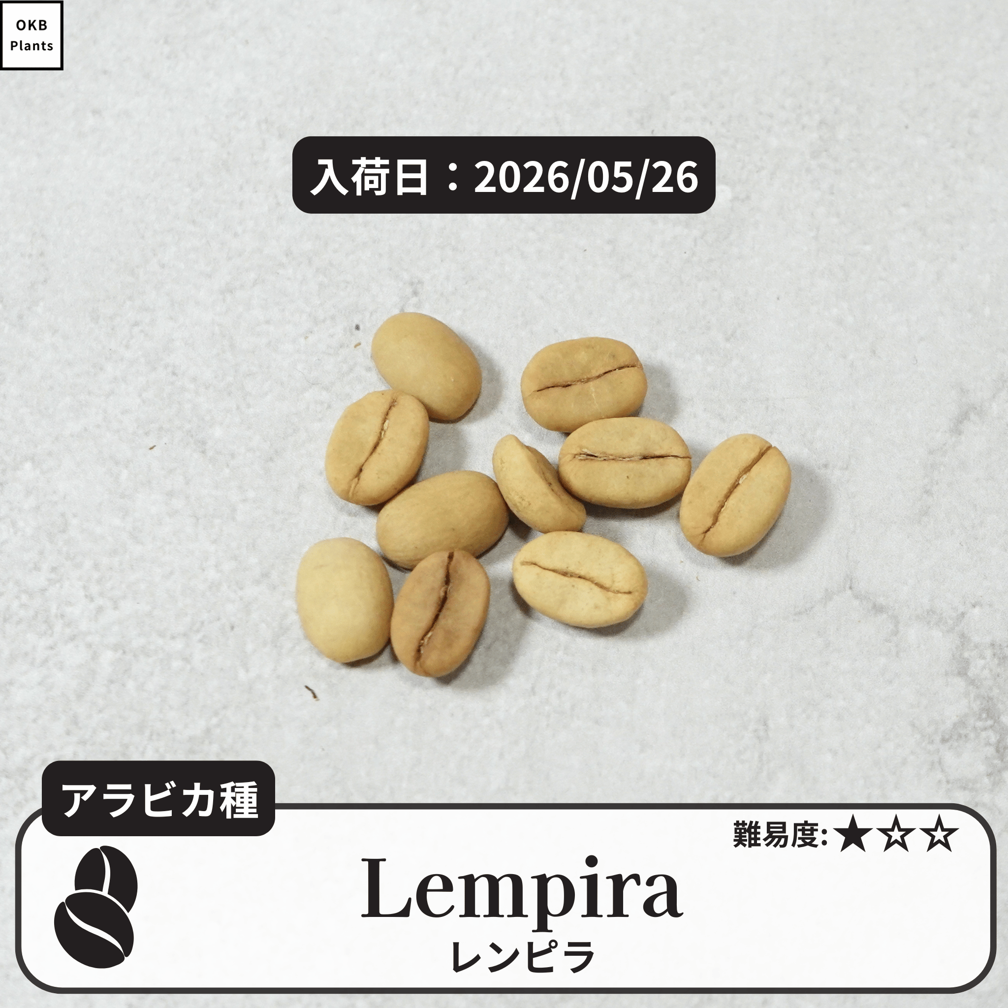 レンピラ(lempira)のコーヒーの木の種子