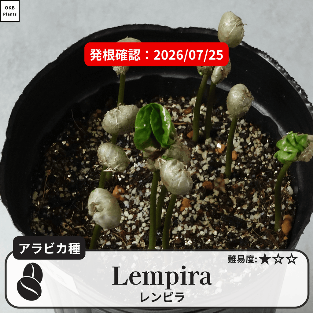 レンピラ(lempira)のコーヒーの木の種子の発根試験
