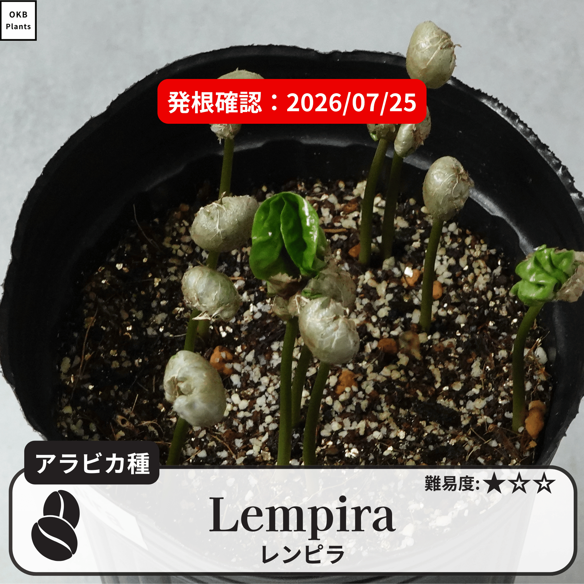 レンピラ(lempira)のコーヒーの木の種子の発根試験