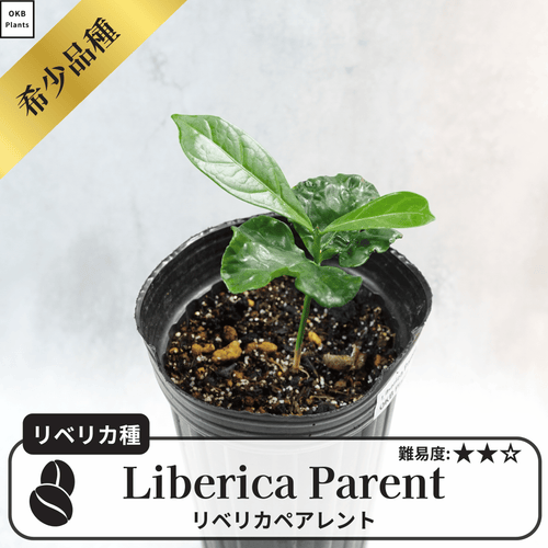 リベリカ種原種(C.liberica)のコーヒーの木