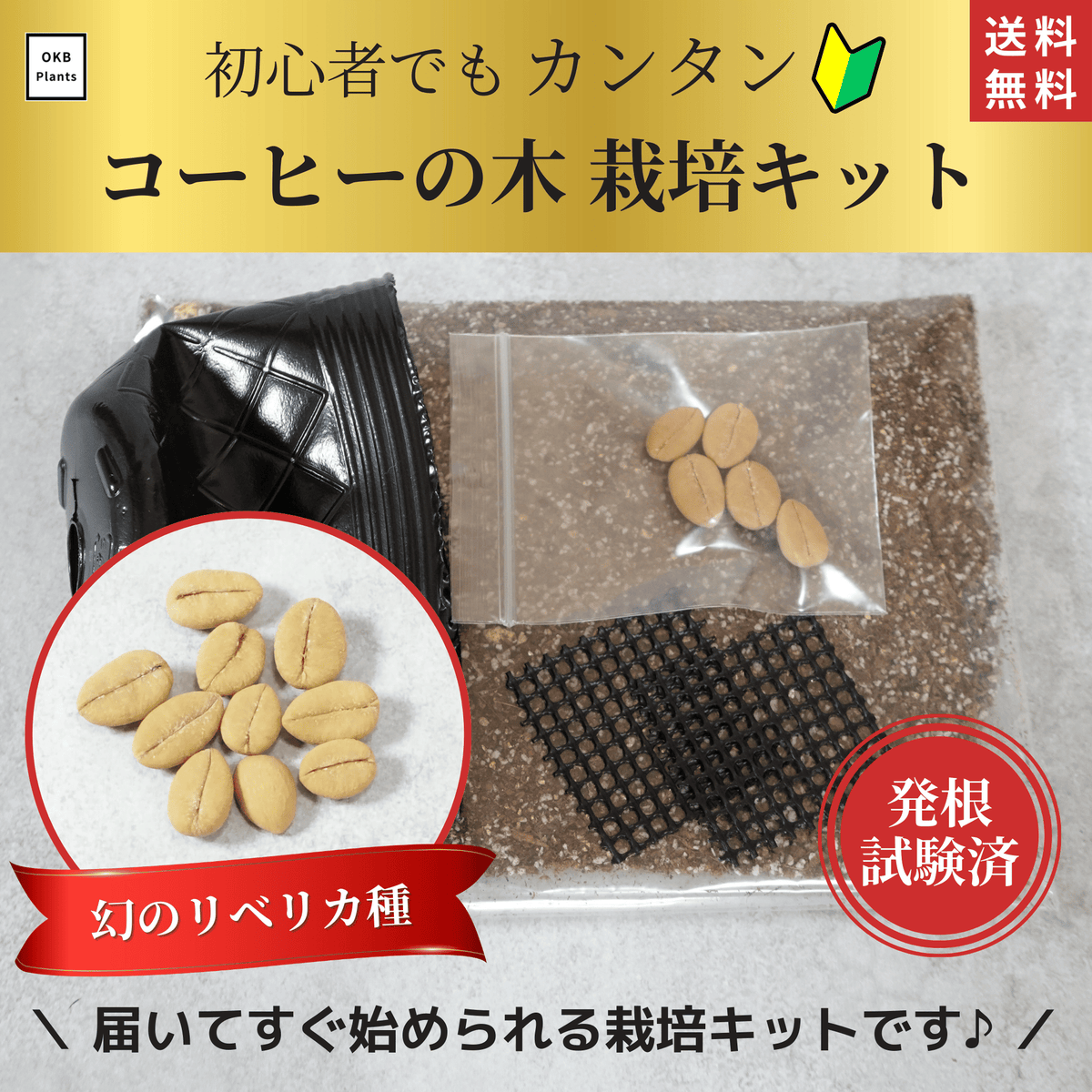 リベリカ種コーヒーの木栽培キット
