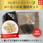 リベリカ種コーヒーの木栽培キット