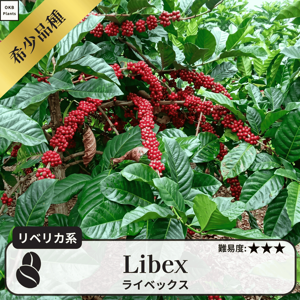 ライベックス(libex)のコーヒーの木