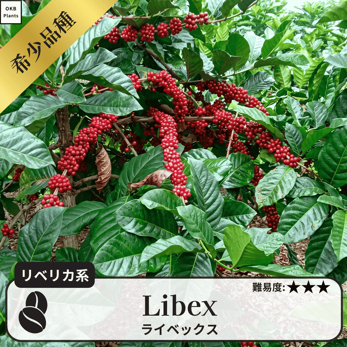 ライベックス(libex)のコーヒーの木