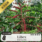 ライベックス(libex)のコーヒーの木