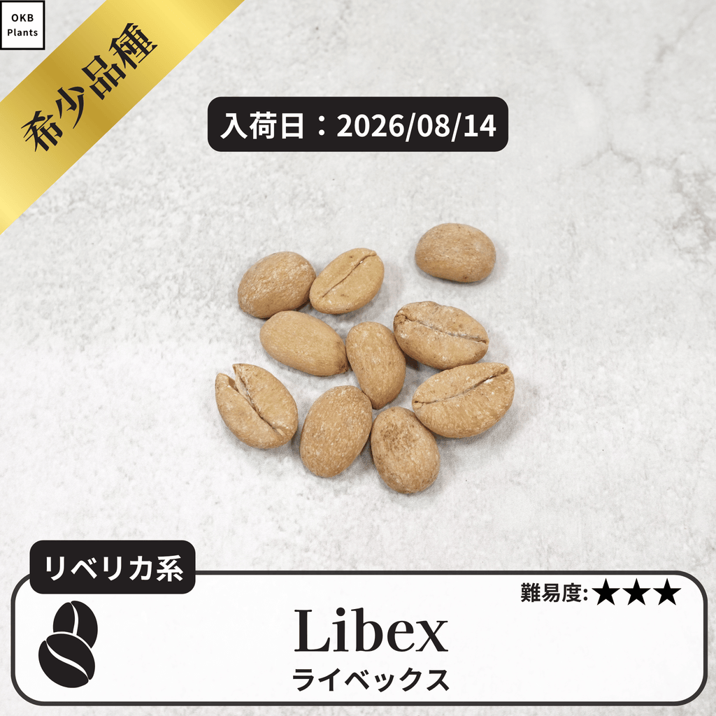 ライベックス(libex)のコーヒーの木の種子