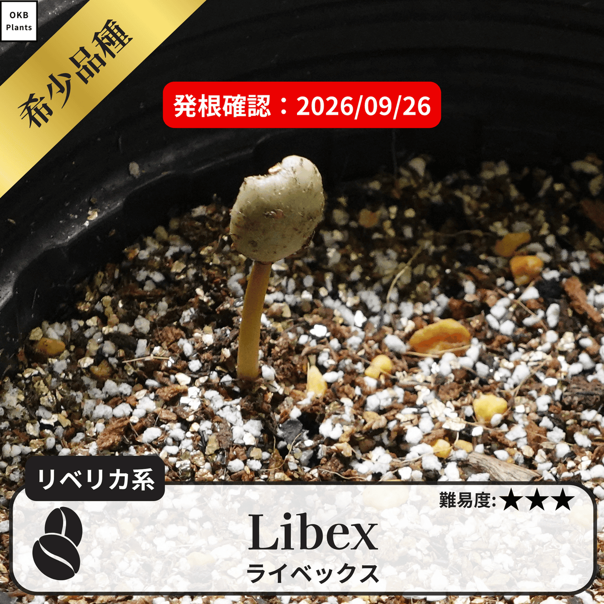 ライベックス(libex)のコーヒーの木の種子の発根試験