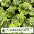 マダガスカリエンセ ビカクシダの胞子  0.25ml
