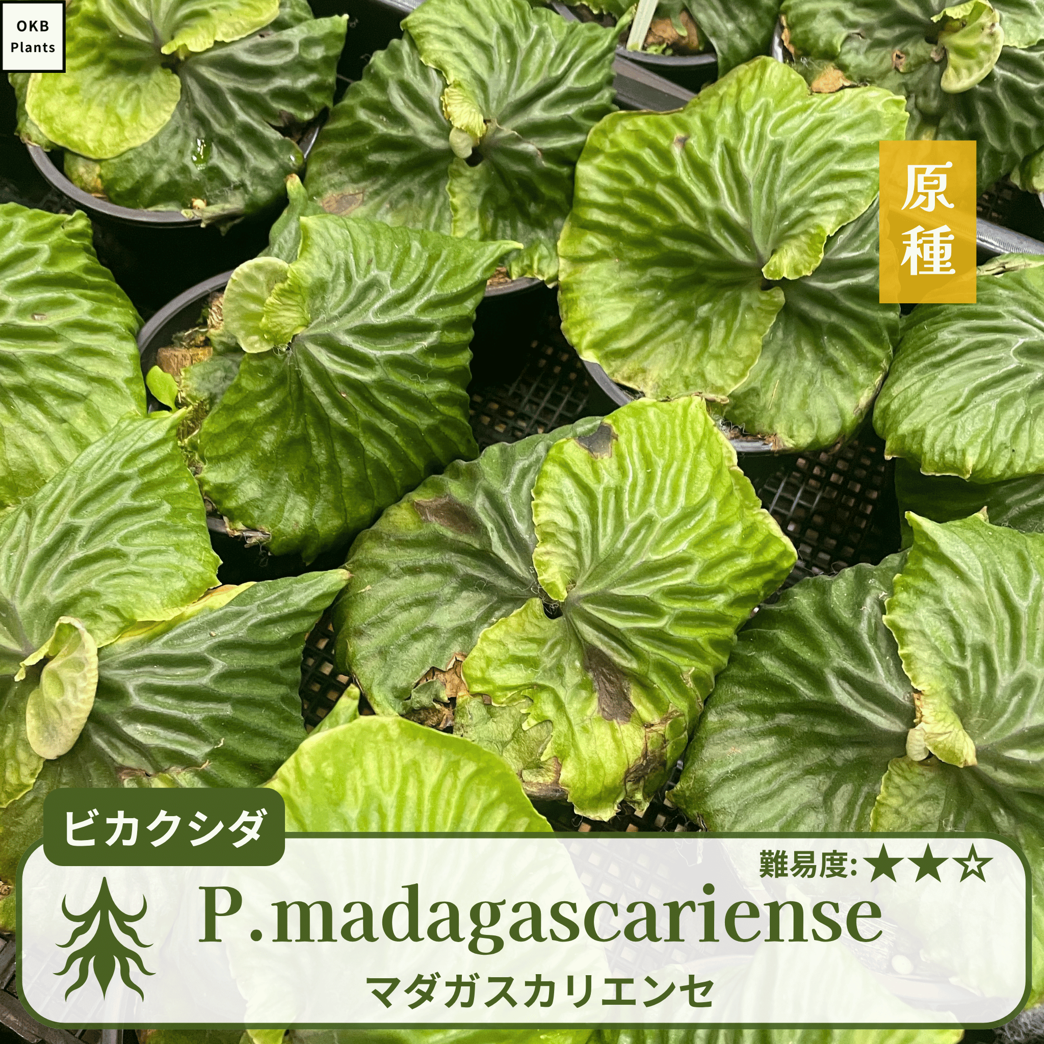 マダガスカリエンセ ビカクシダの胞子  0.25ml