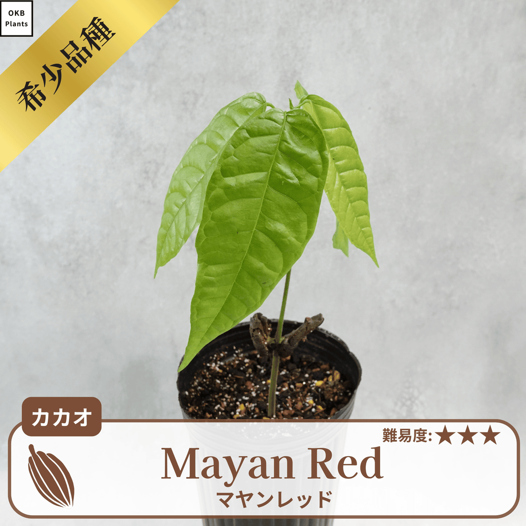 マヤンレッド品種(トリニタリオ種)  カカオの木