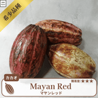 マヤンレッド品種(トリニタリオ種)  カカオの木