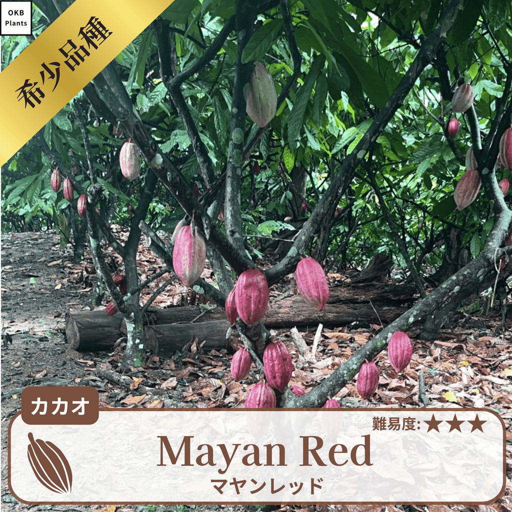 マヤンレッド品種(トリニタリオ種)  カカオの木