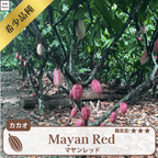 マヤンレッド品種(トリニタリオ種)  カカオの木