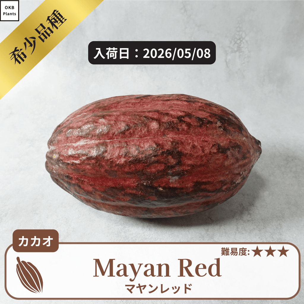 マヤンレッド(Mayan Red) 発芽用カカオポッド – OKB Plants