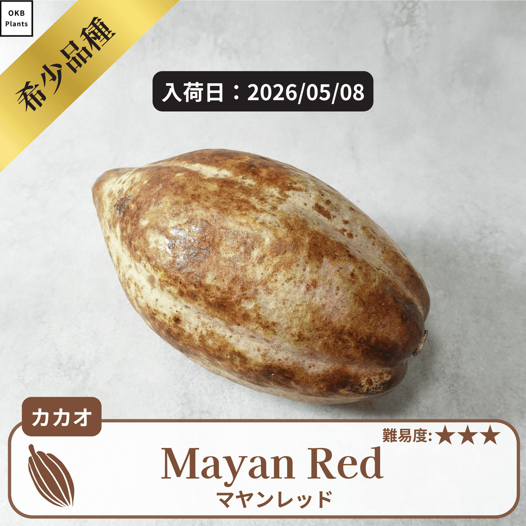 マヤンレッド(Mayan Red)カカオポッド