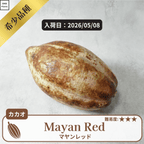マヤンレッド(Mayan Red)カカオポッド