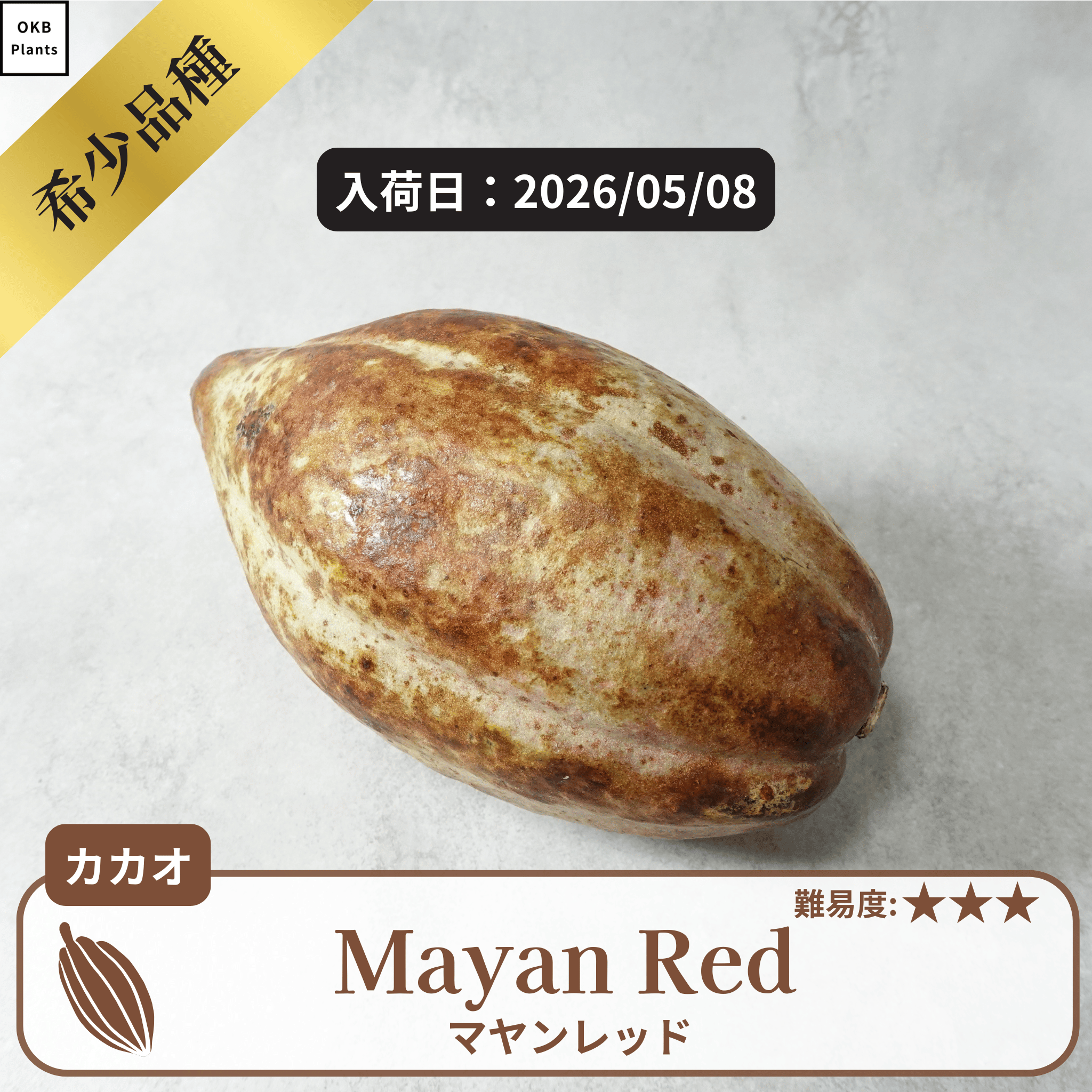 マヤンレッド(Mayan Red)カカオポッド
