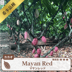 マヤンレッド(Mayan Red)カカオポッド