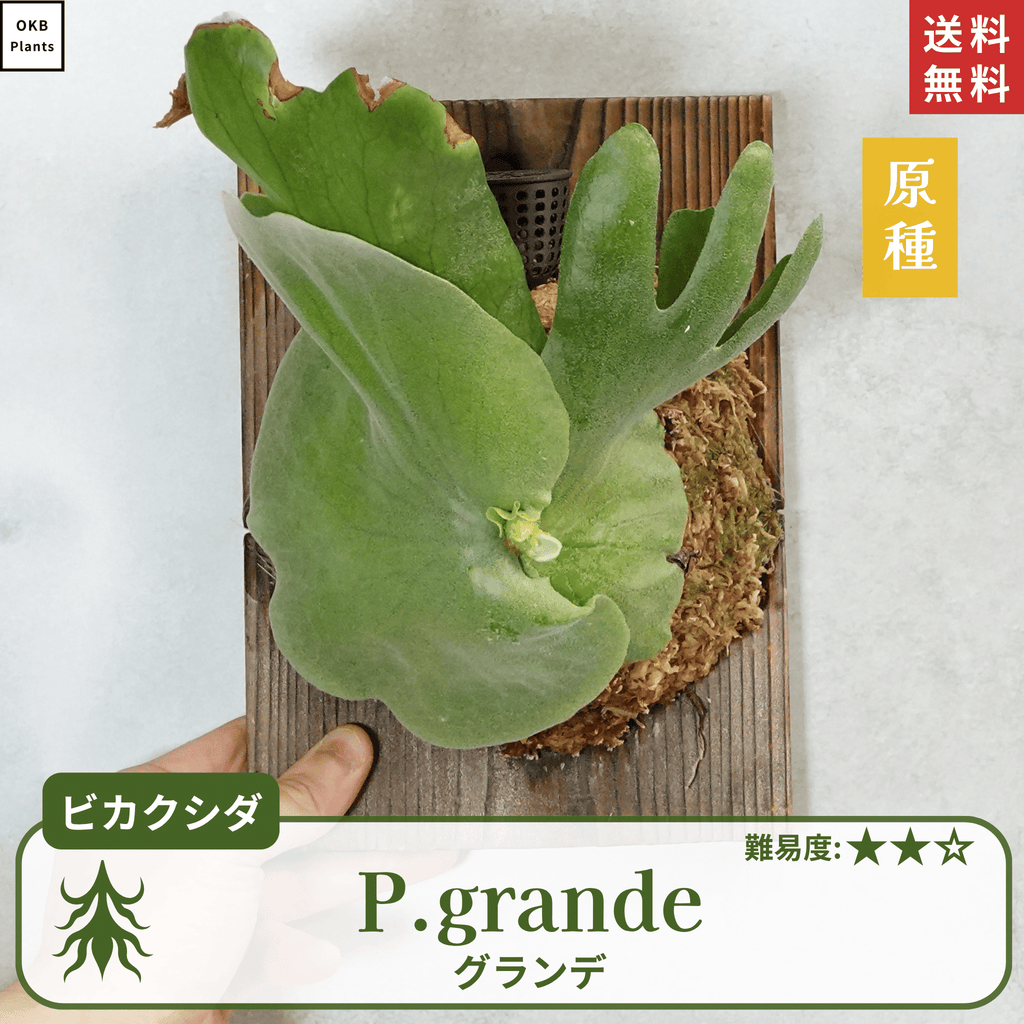 板付ビカクシダグランデ(P.grande)