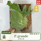 板付ビカクシダグランデ(P.grande)