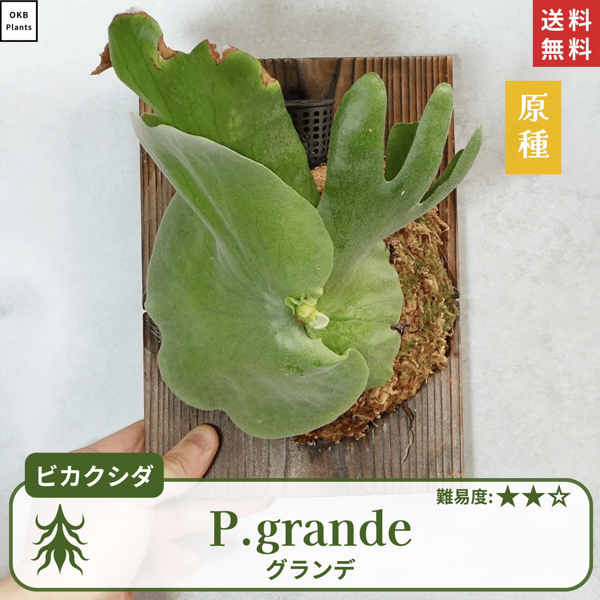板付ビカクシダグランデ(P.grande)