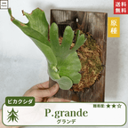 板付ビカクシダグランデ(P.grande)