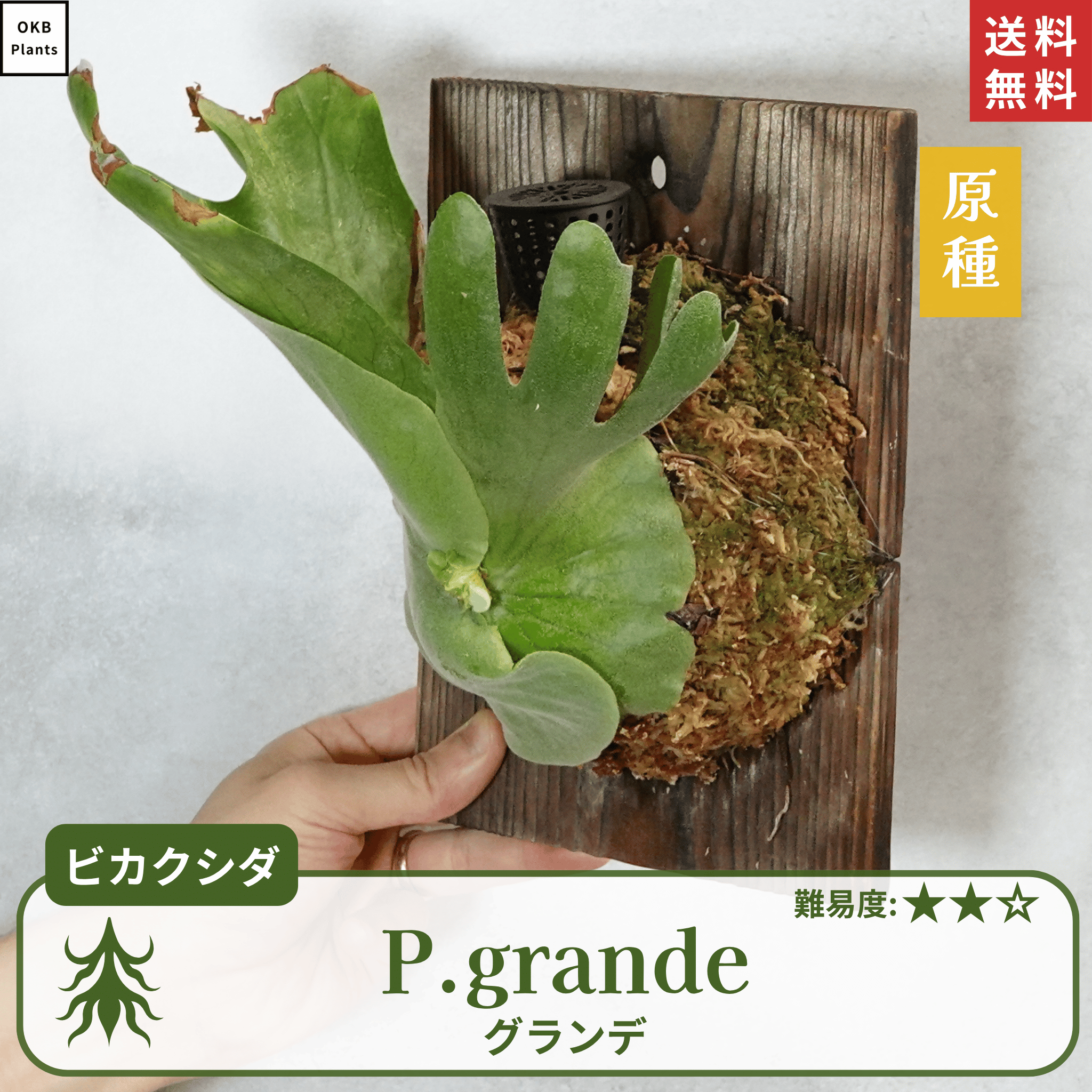 板付ビカクシダグランデ(P.grande)