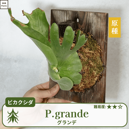 ビカクシダ　グランデ ビカクシダ グランデの板付(P.grande) – OKB Plants