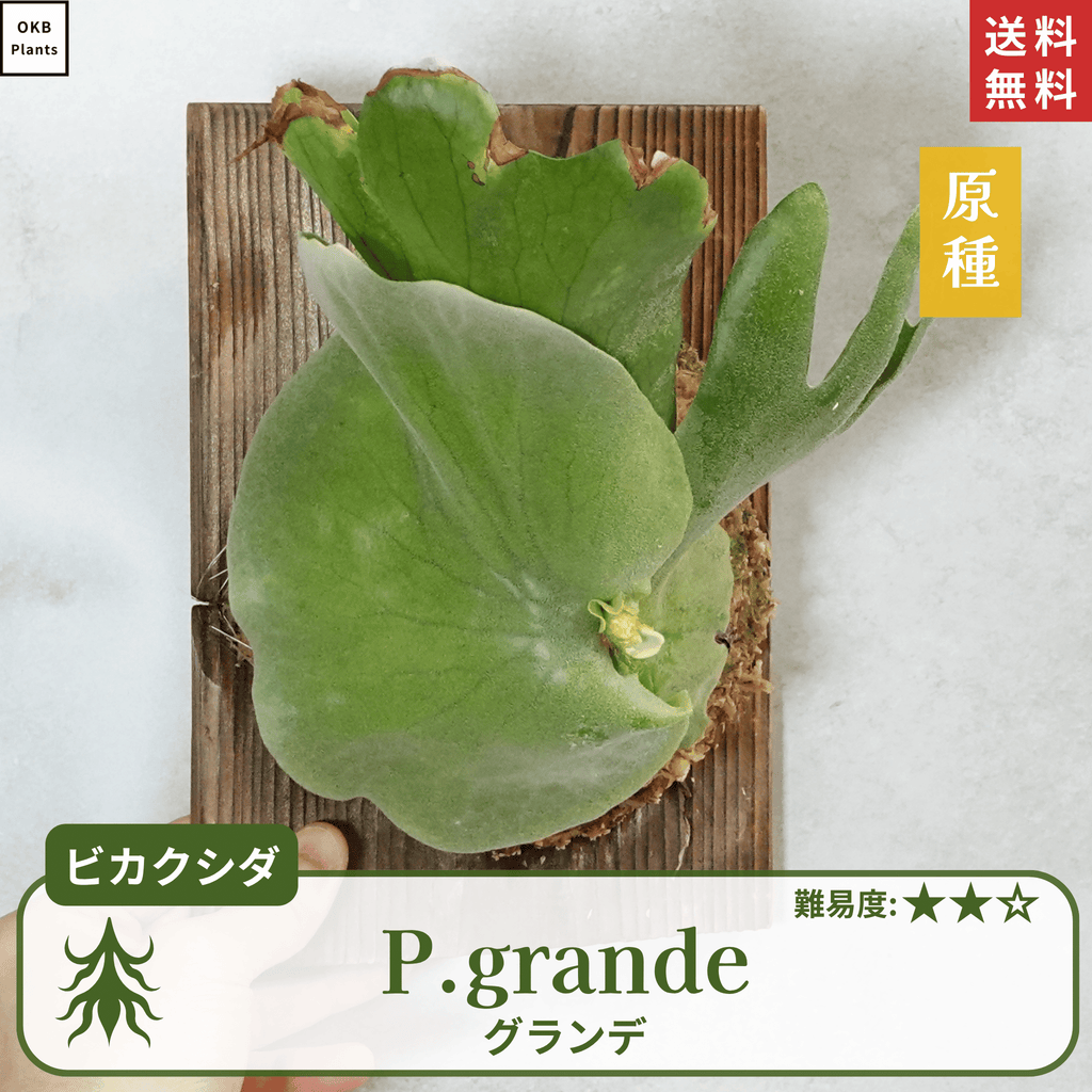 板付ビカクシダグランデ(P.grande)