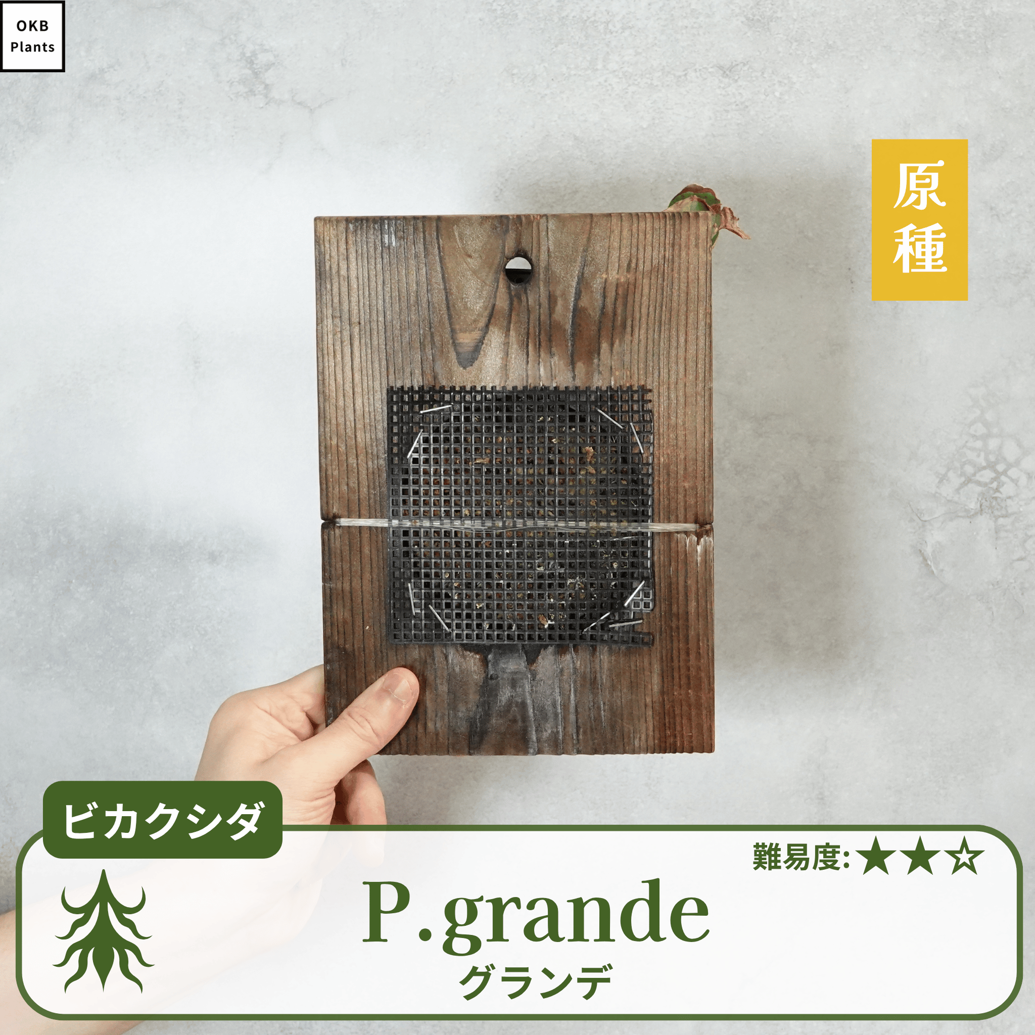 ビカクシダ グランデの板付(P.grande) – OKB Plants ビカクシダ グランデの板付(P.grande) – OKB Plants
