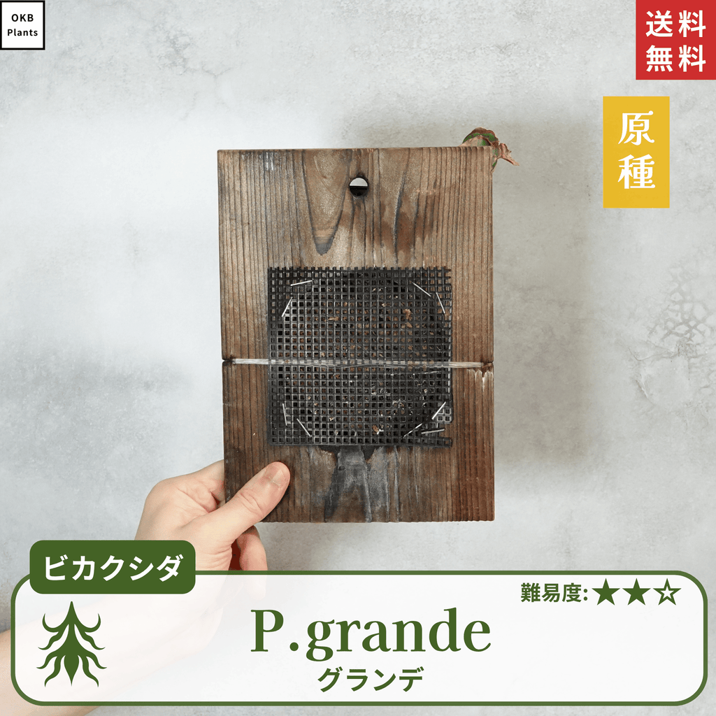 板付ビカクシダグランデ(P.grande)