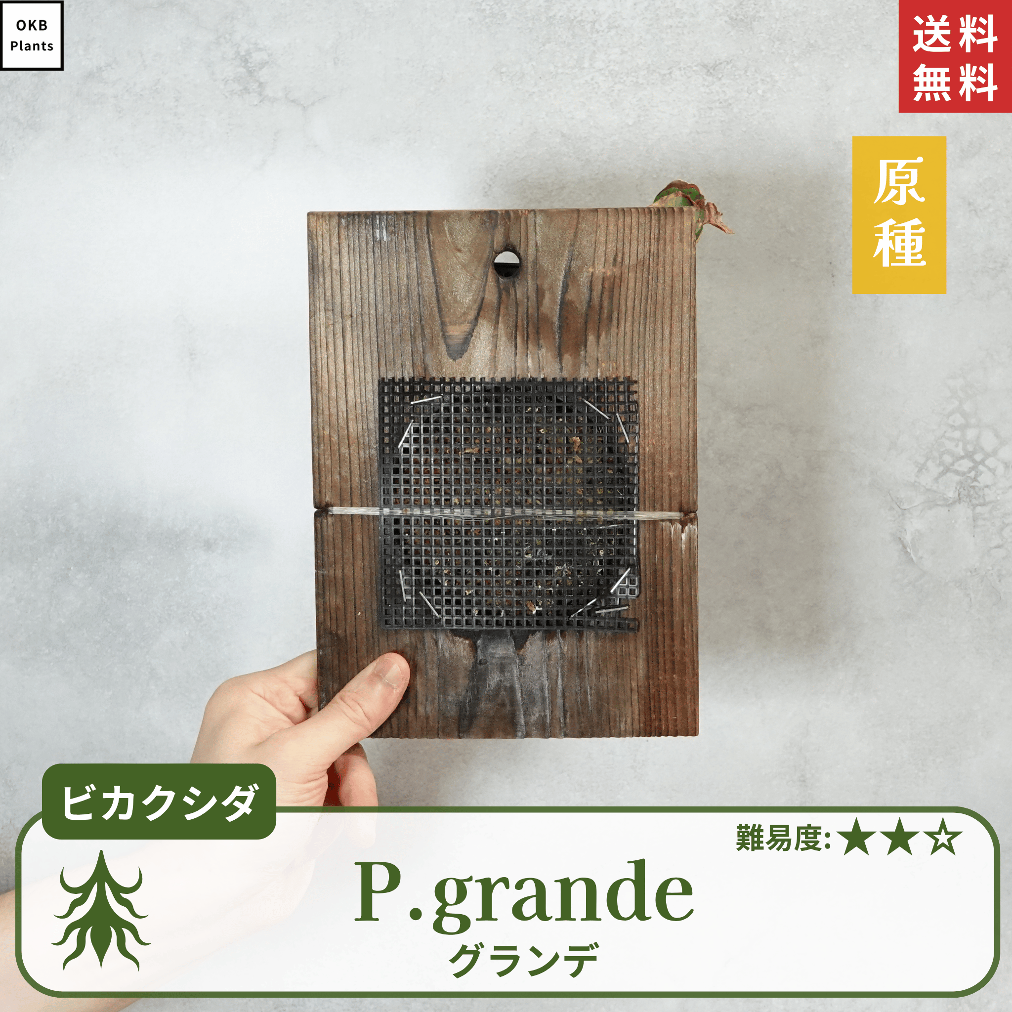 板付ビカクシダグランデ(P.grande)
