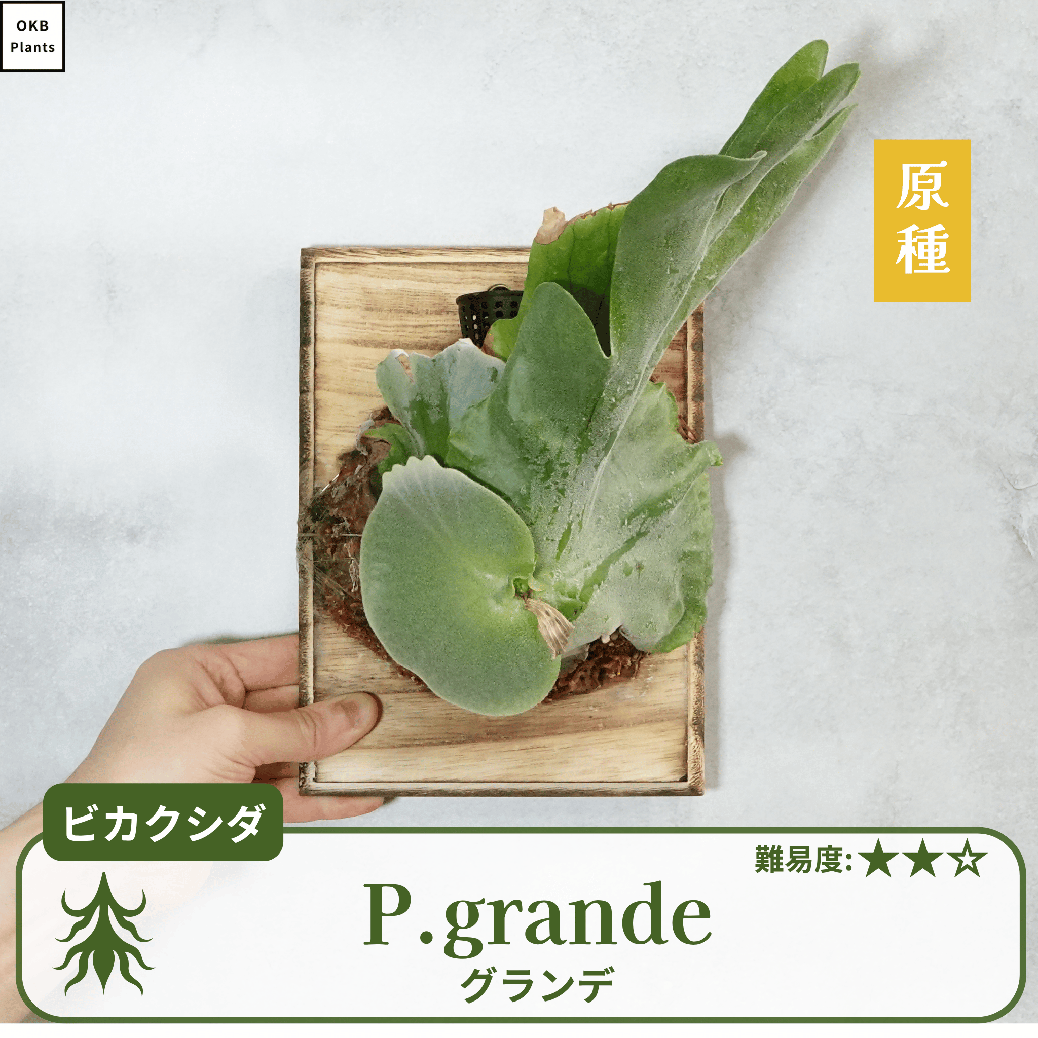 ビカクシダ – OKB Plants ビカクシダ – OKB Plants