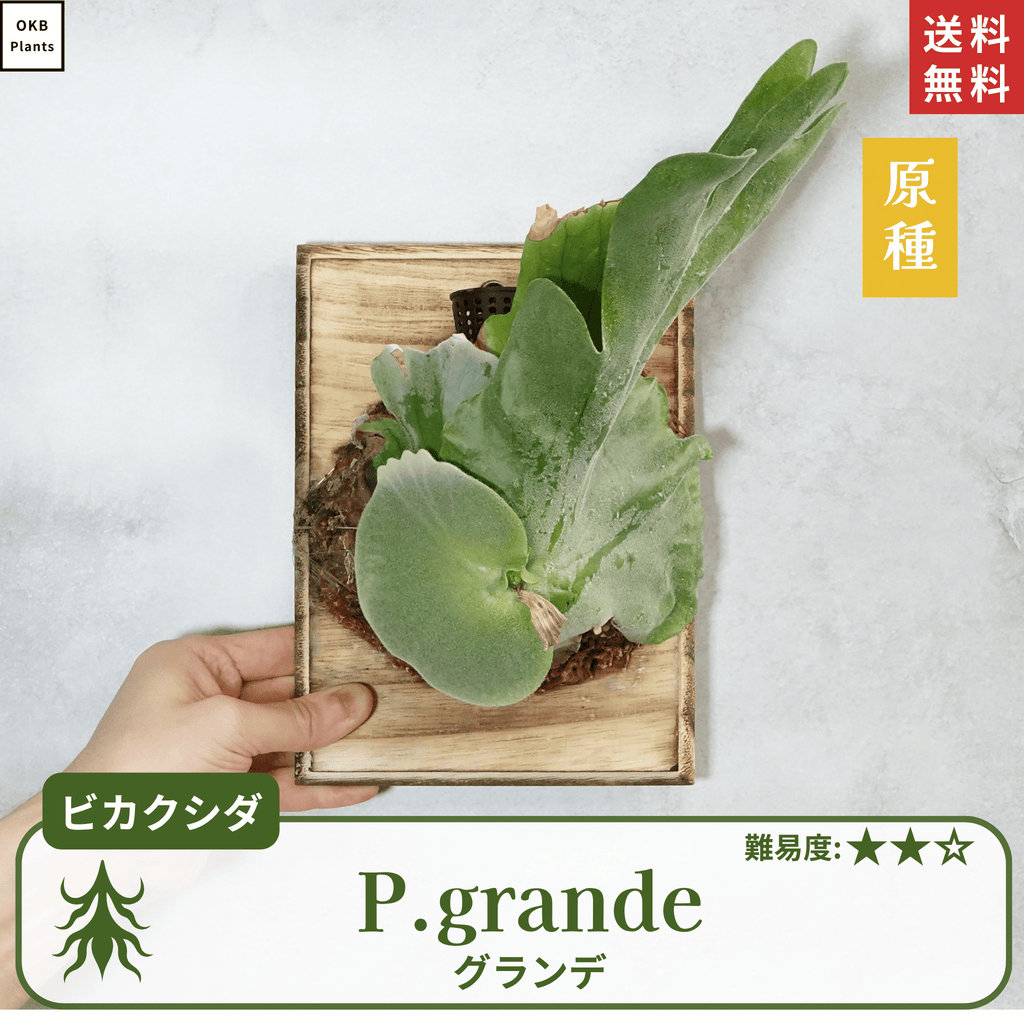板付ビカクシダグランデ(P.grande)
