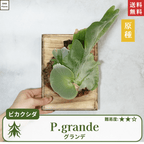 板付ビカクシダグランデ(P.grande)
