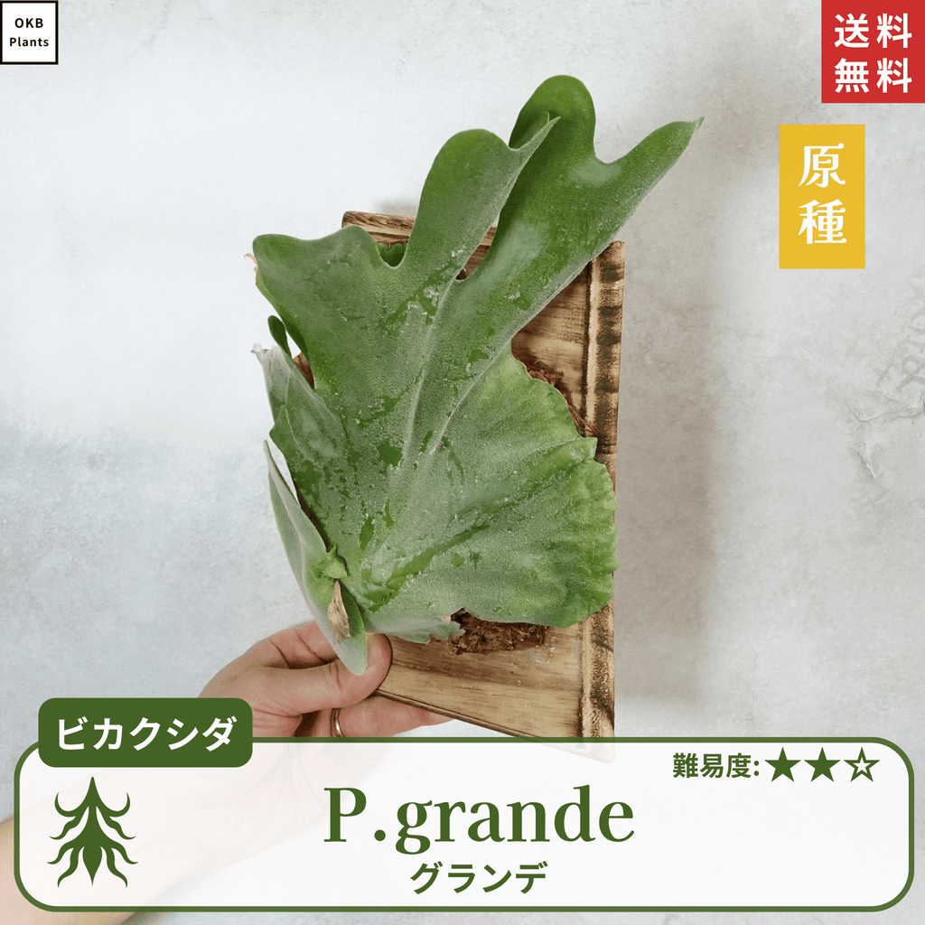 板付ビカクシダグランデ(P.grande)