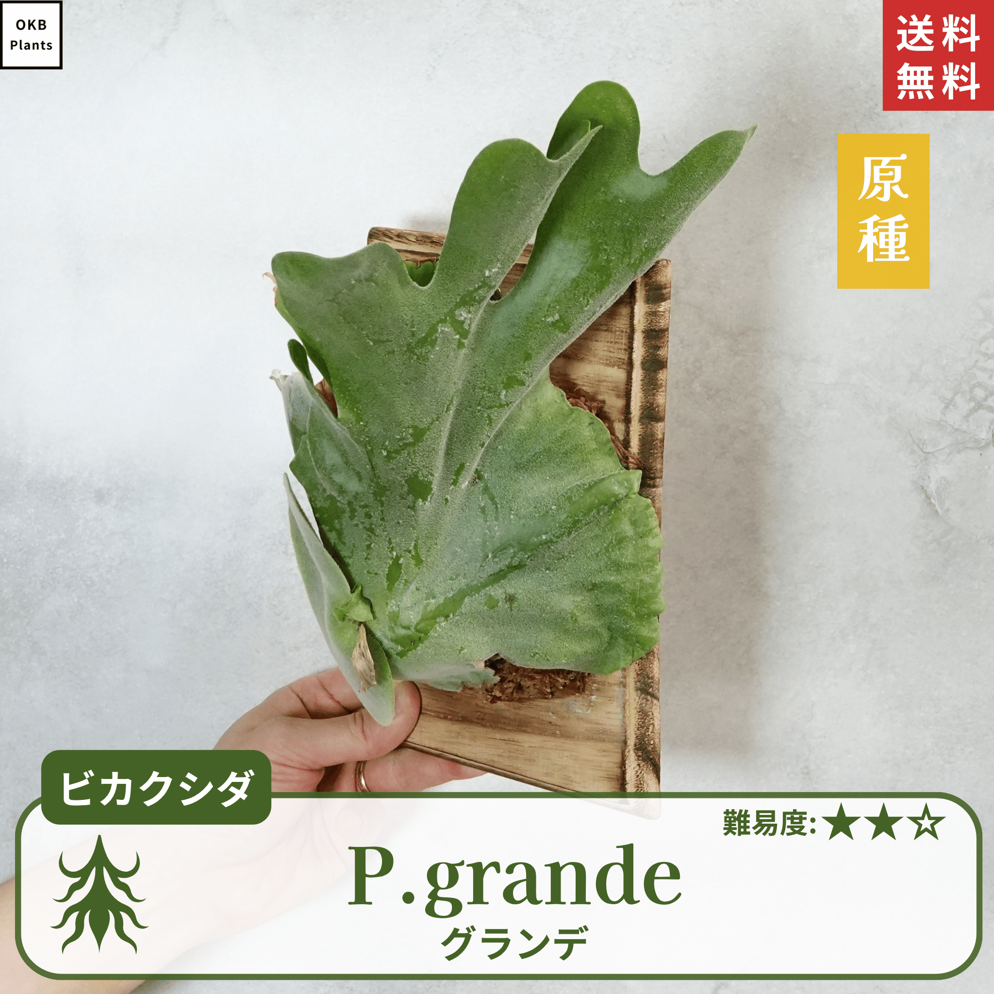 板付ビカクシダグランデ(P.grande)
