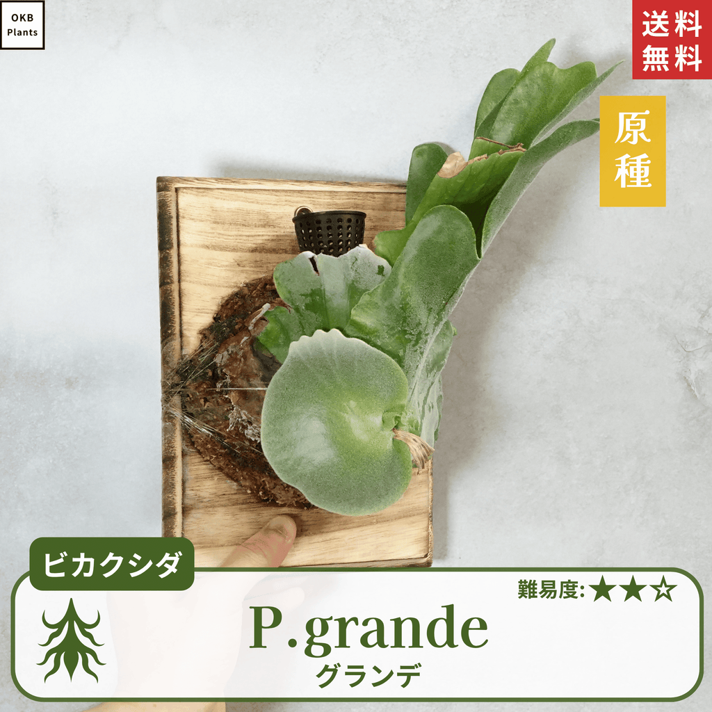 板付ビカクシダグランデ(P.grande)