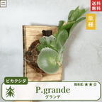板付ビカクシダグランデ(P.grande)