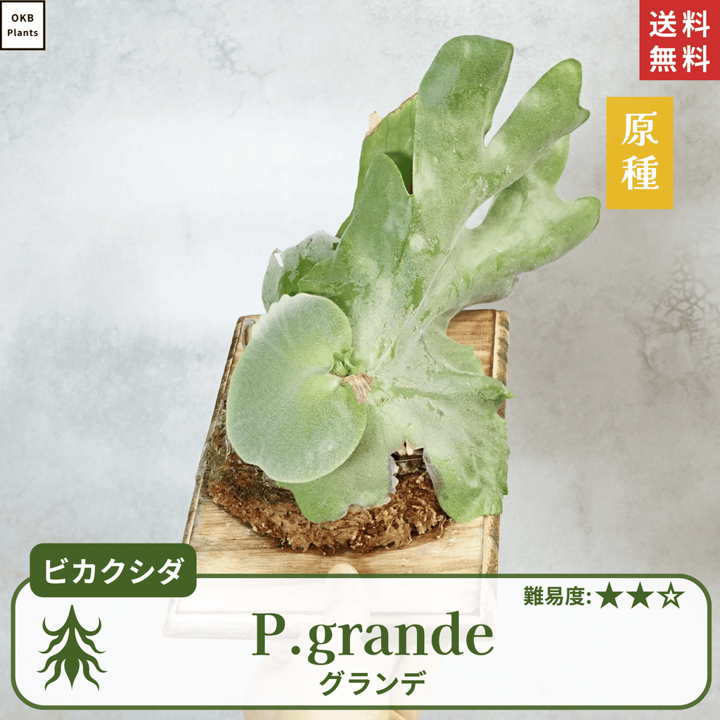 板付ビカクシダグランデ(P.grande)
