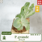 板付ビカクシダグランデ(P.grande)