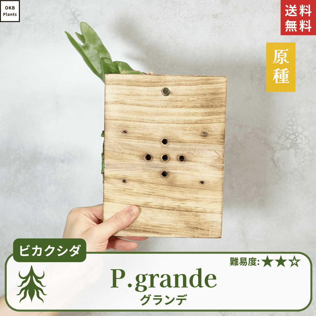 板付ビカクシダグランデ(P.grande)