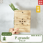 板付ビカクシダグランデ(P.grande)