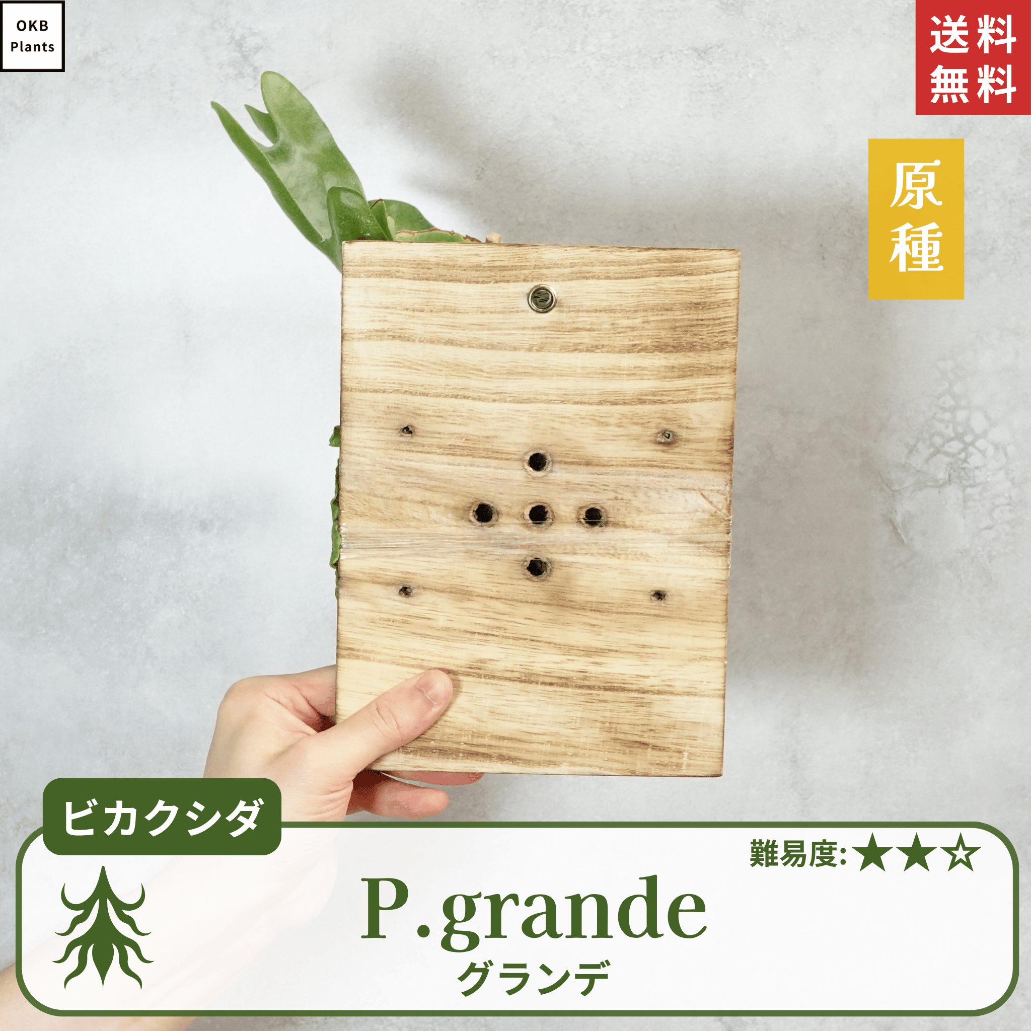 板付ビカクシダグランデ(P.grande)
