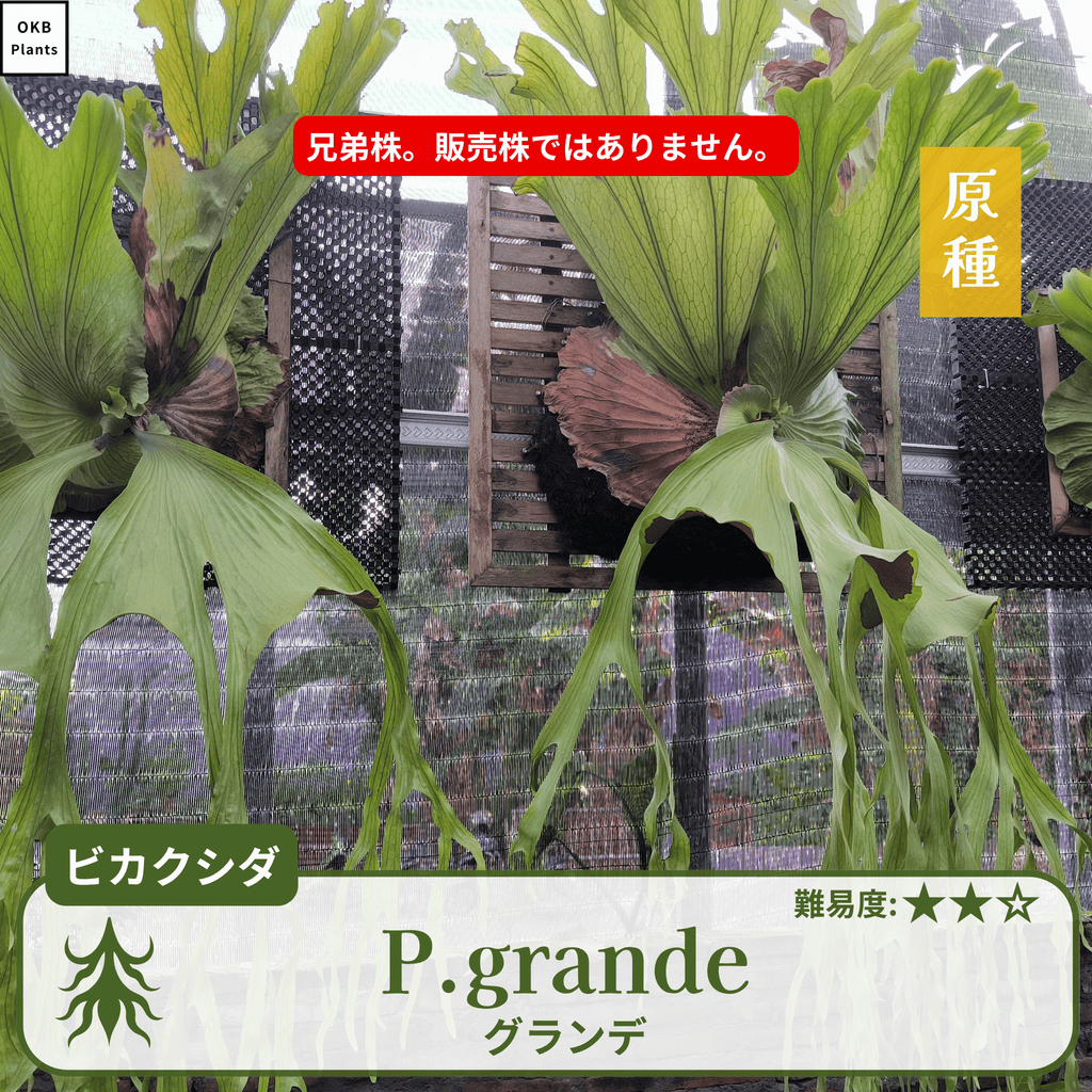 板付ビカクシダグランデ(P.grande)の兄弟株
