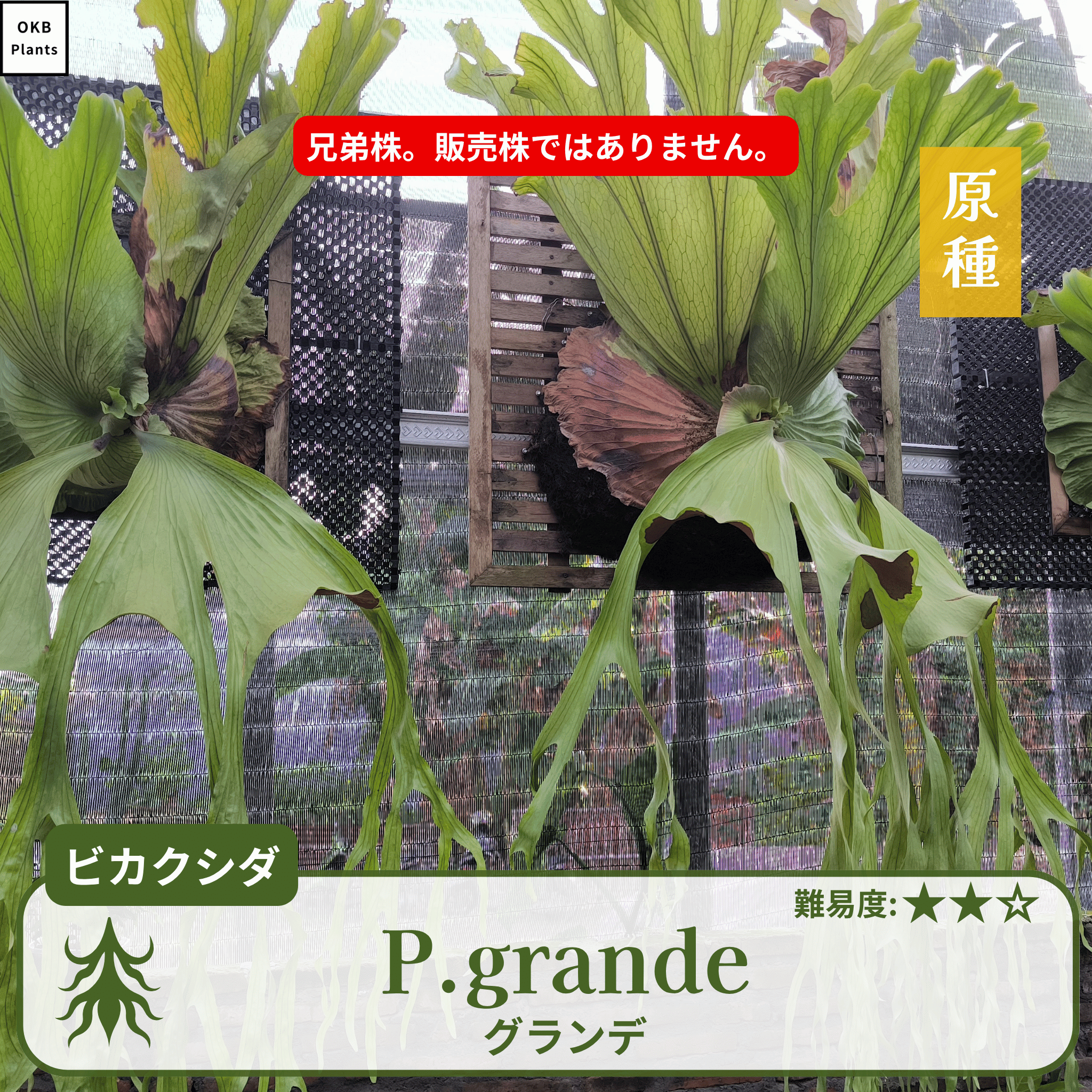 板付ビカクシダグランデ(P.grande)の兄弟株